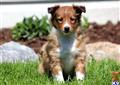Shetland Sheepdog