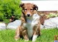 Shetland Sheepdog