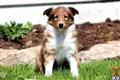 Shetland Sheepdog