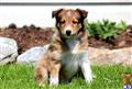 Shetland Sheepdog