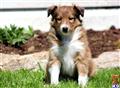 Shetland Sheepdog