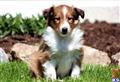 Shetland Sheepdog