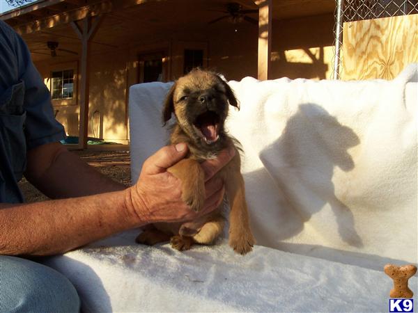 Puppies in Apache junction