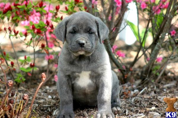 Puppies in PA