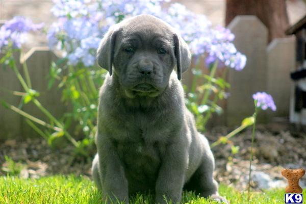 Puppies in PA