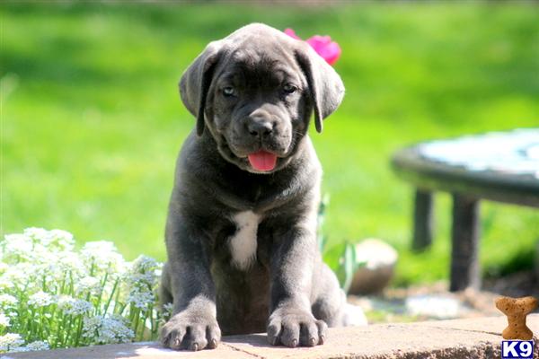 Puppies in PA