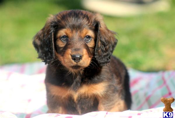 Daschund Puppies For Adoption In Wisconsin