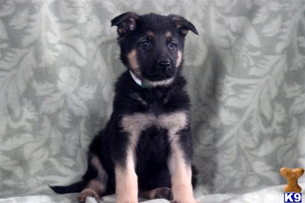 German Shepherd Puppies in PA