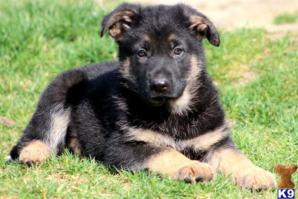 german shepherd puppies for sale in pittsburgh pa german shepherd puppies for sale in pa german shepherd puppies for sale in pittsburgh pa german shepherd puppies for sale in pa