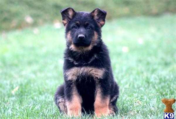 German Shepherd Puppies in PA