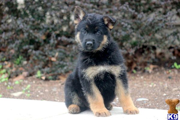 Puppies in PA