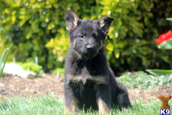 Puppies in PA