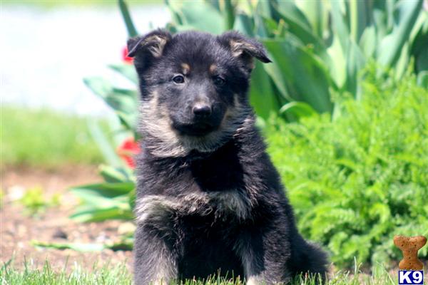 German Shepherd Puppies in PA