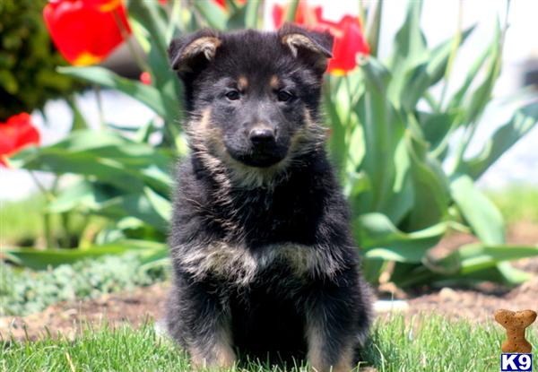 German Shepherd Puppies in PA