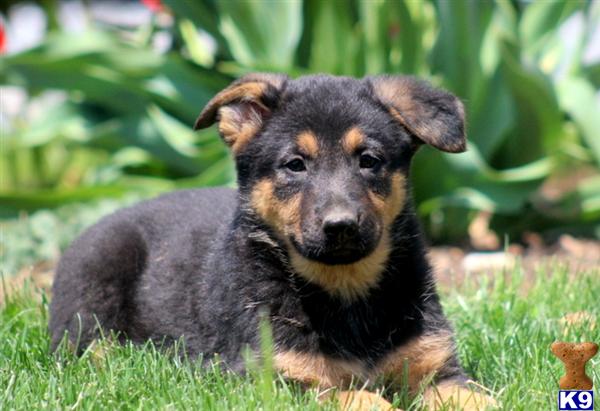 Puppies in PA