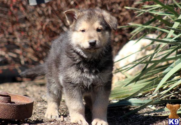 German Shepherd Puppies in PA