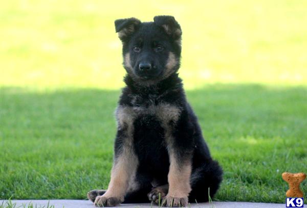 German Shepherd Puppies in PA
