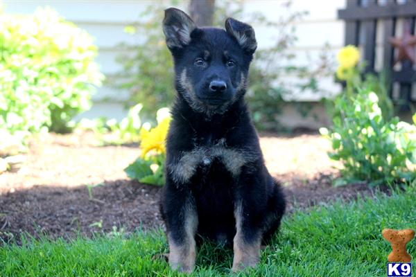 German Shepherd Puppies in PA
