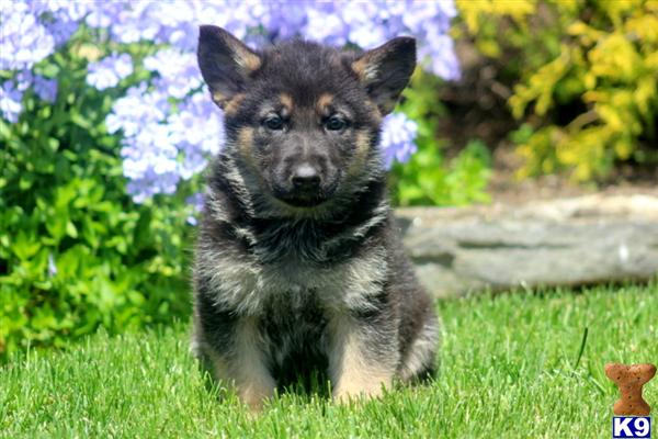 Puppies in PA