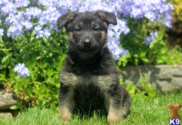 German Shepherd Puppies in PA