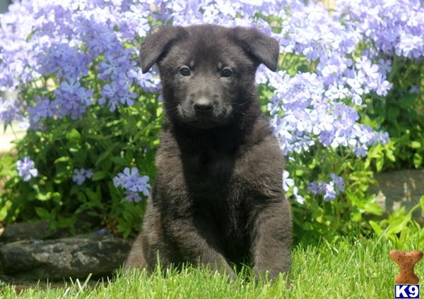 German Shepherd Puppies in PA