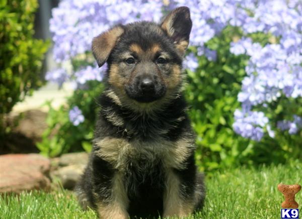 Puppies in PA
