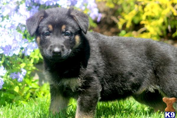 Puppies in PA