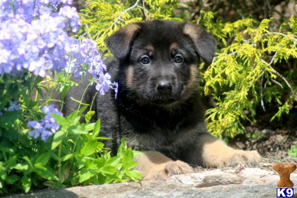 German Shepherd Puppies in PA