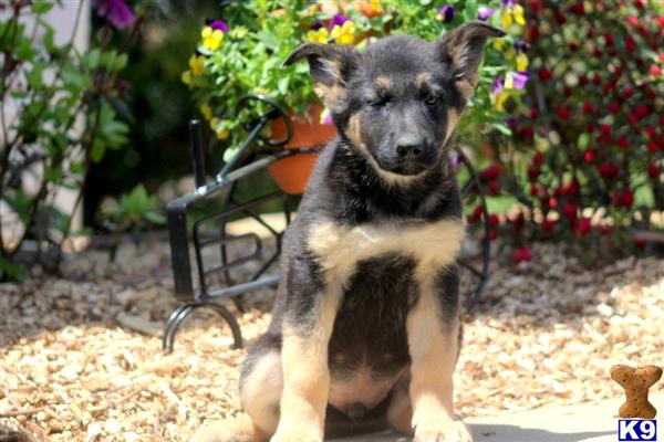 Puppies in PA