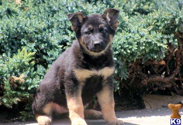Puppies in Mount joy