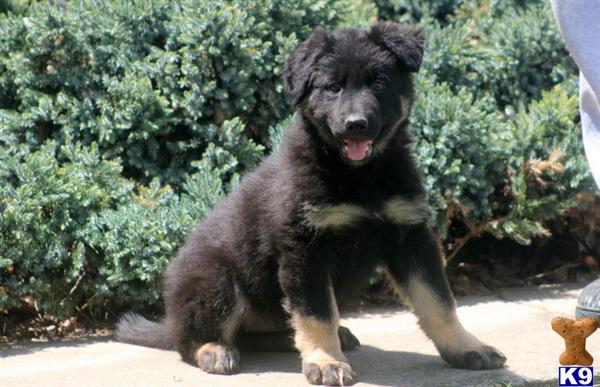 Puppies in PA