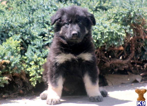 German Shepherd Puppies in PA