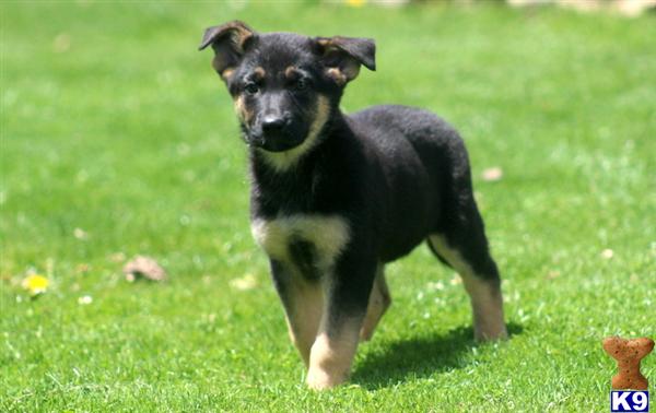 German Shepherd Puppies in PA