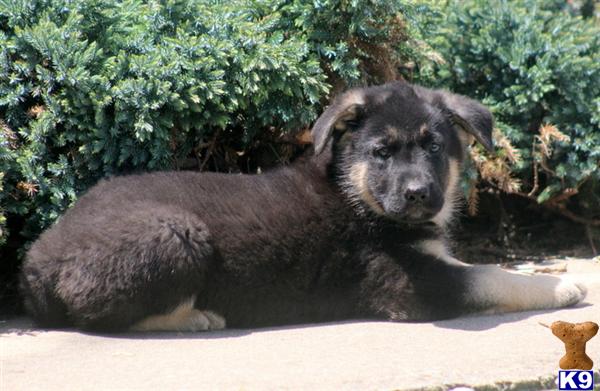 German Shepherd Puppies in PA