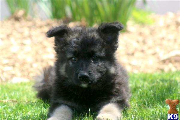 Puppies in PA