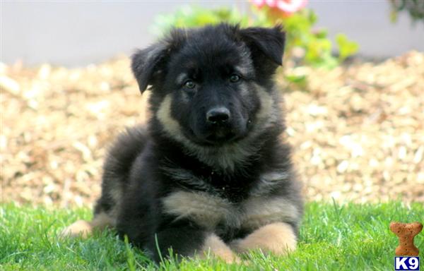 Puppies in PA