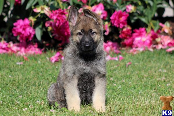 Puppies in Mount joy