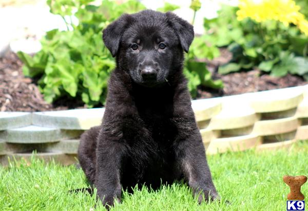 Puppies in Mount joy