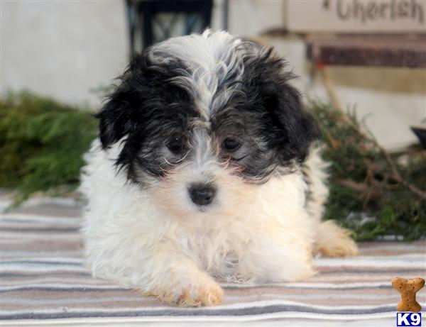 havanese puppies in pa document moved havanese puppies in pa document moved
