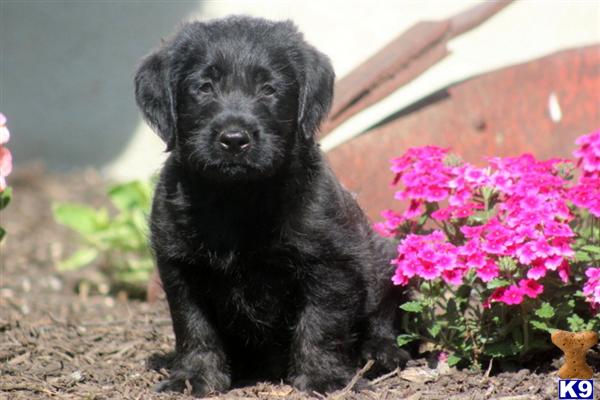 Puppies in Mount joy