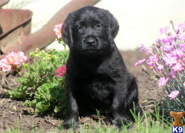 Puppies in Mount joy