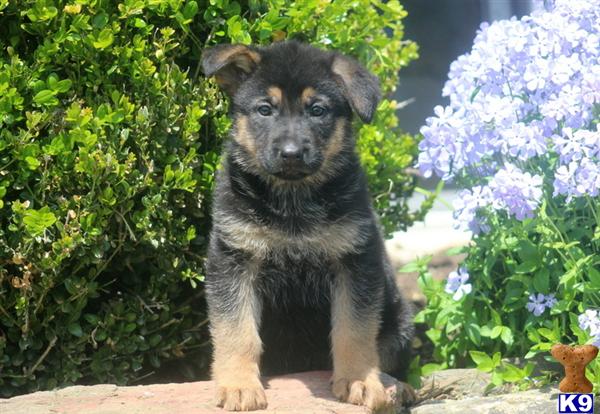 Puppies in PA