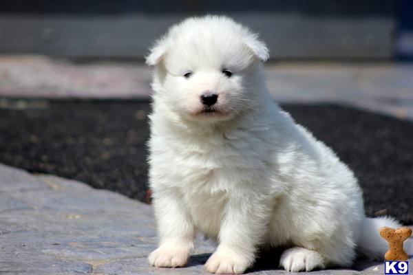 samoyed puppies seattle samoyed puppies for sale seattle wa breeds picture samoyed puppies seattle samoyed puppies for sale seattle wa breeds picture