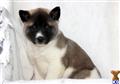 Akita