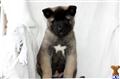 Akita