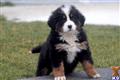 Bernese Mountain Dog
