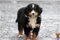 Bernese Mountain Dog