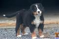 Bernese Mountain Dog