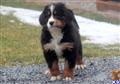 Bernese Mountain Dog