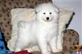 Samoyed